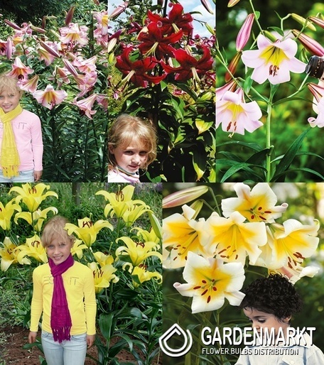 Eingestellt Lilie Ot 5 16/18