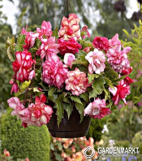 Hängebegonie Voll Duftend Pink Balcony 1 St.