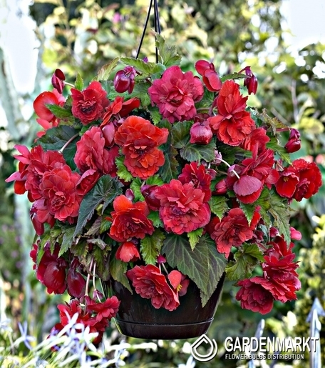 Hängebegonie Voll Duftend Odorata Red Glory 1 St.