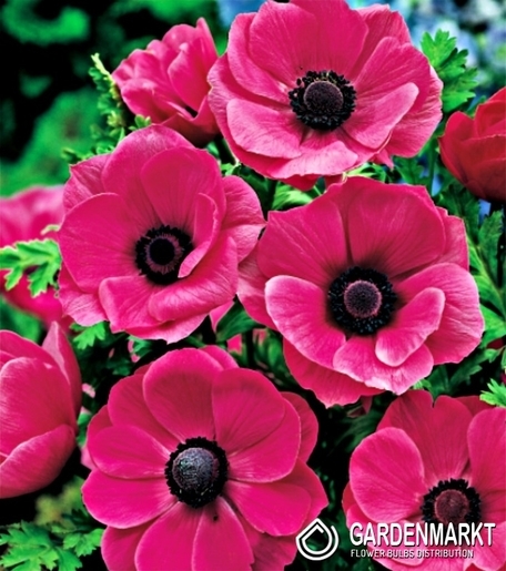 Anemone Sylphide 10 St.