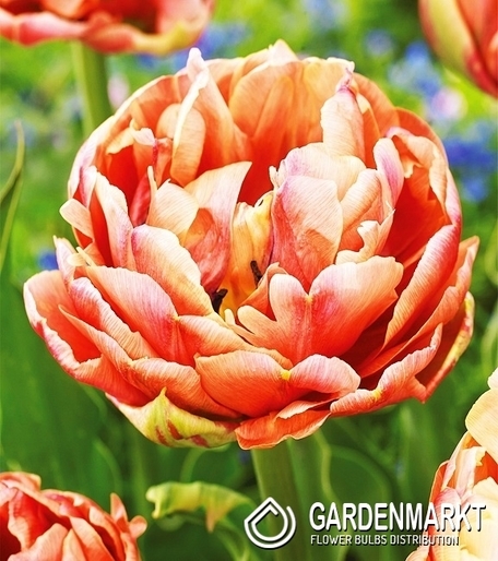 Tulpe Gefüllte Copper Image 5 St.