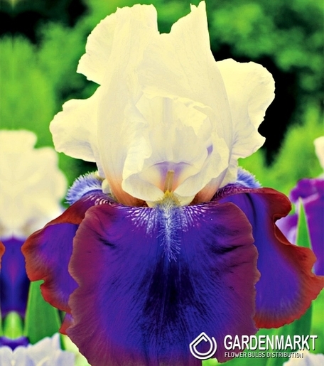 Iris Germanica Schwertlilie Burgemeister 1 St.