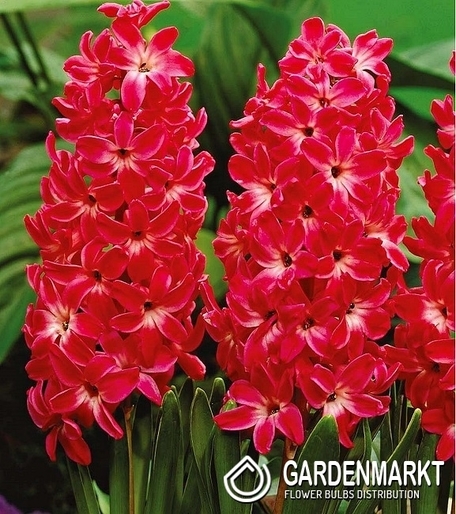 Hyazinthe Red Glory 3 St.