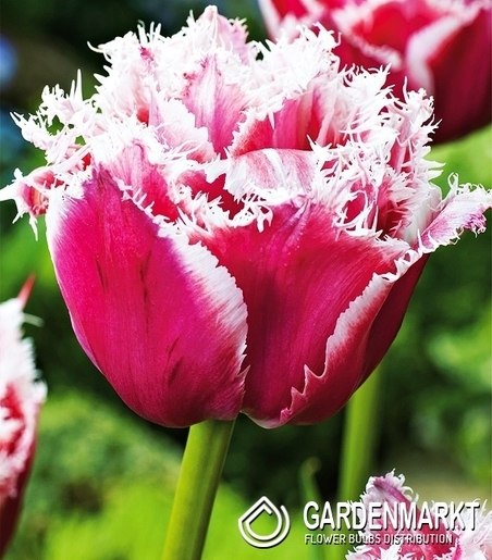 Tulpe Gefranste Brest 5 St.