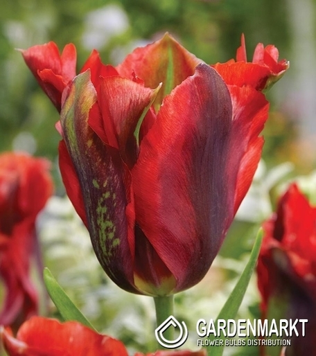 Tulpe Viridiflora Hollywood Star 5 St.