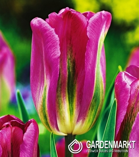 Tulpe Viridiflora Nightrider 5 St.