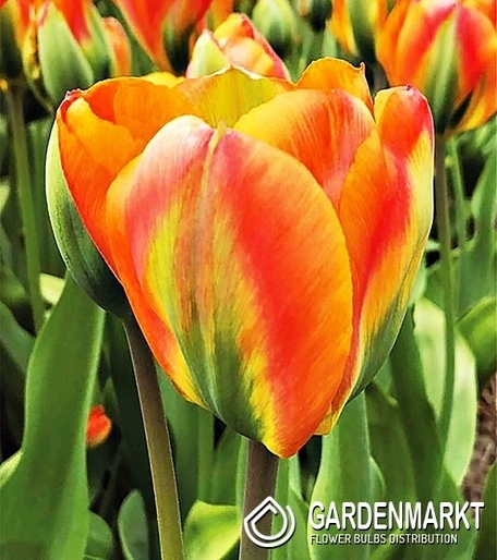 Tulpe Viridiflora Orange Marmelade 5 St.