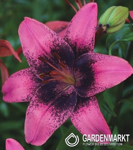 Asiatische Lilie Zweifarbige Purple Dream 1 St.