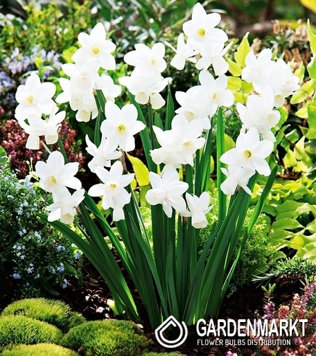 Narcissi Klein Silver Bouquet 5 St.