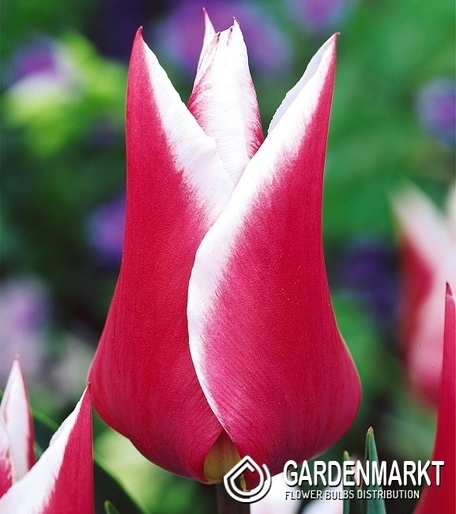 Tulpe Lily Claudia 5 St.