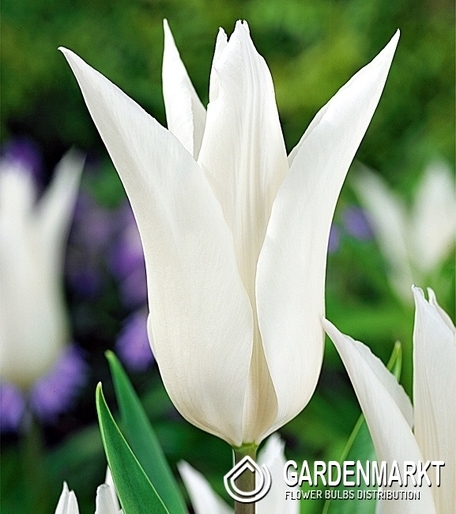 Tulpe Lily Tres Chic 5 St.
