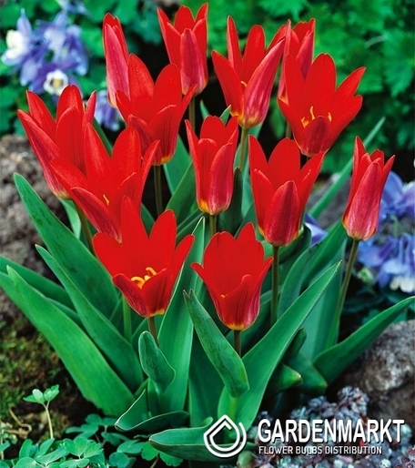 Tulpe Klein Scarlet Baby 5 St.