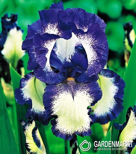 Iris Germanica Schwertlilie Loop The Loop 1 St.