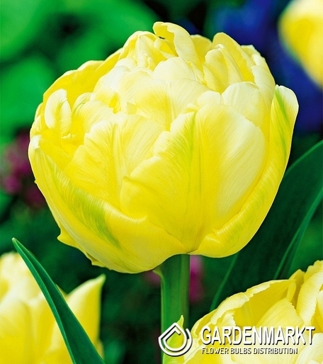 Tulpe Gefüllte Verona 5 St.
