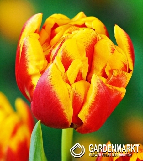 Tulpe Gefüllte Cilesta 5 St.