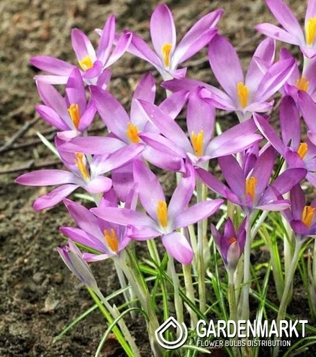 Frühlings Krokus Rosalind 10 St.