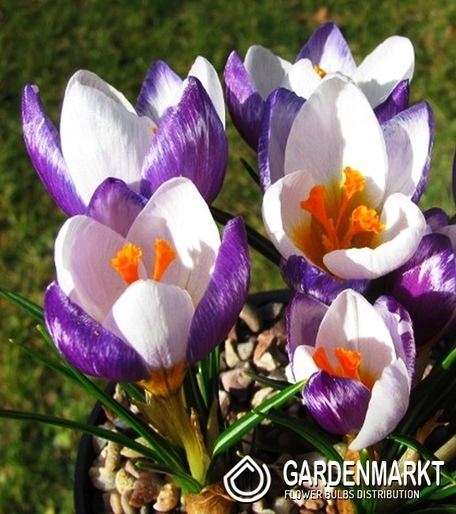 Frühlings Krokus Hubert Edelsten 3 St.
