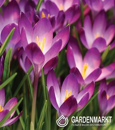 Frühlings Krokus Tommasinianus 10 St.