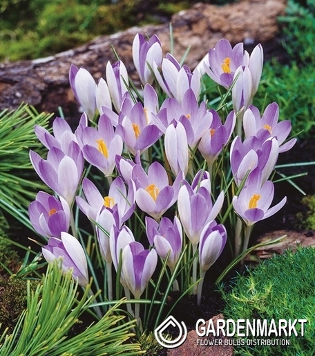 Frühlings Krokus Lilac Beauty 10 St.