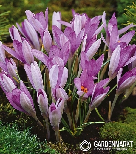 Frühlings Krokus Roseus 10 St.