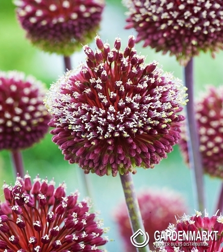 Zierlauch Allium Forelock 1 St.