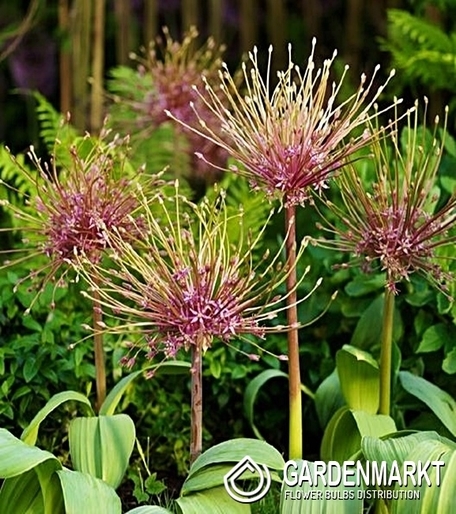Zierlauch Allium Toabago 3 St.