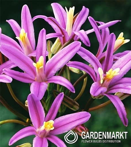 Brodiaea Babylon 5 st.