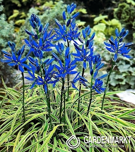 Prärielilie Blue Melody 10 St.