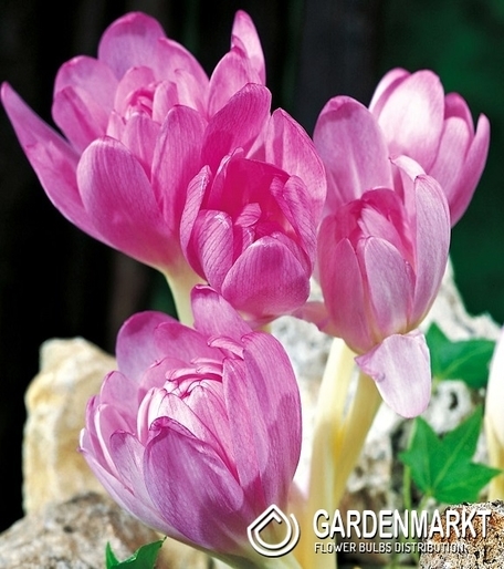 Herbstzeitlose Colchicum Giant Bizantyjski 1 St.