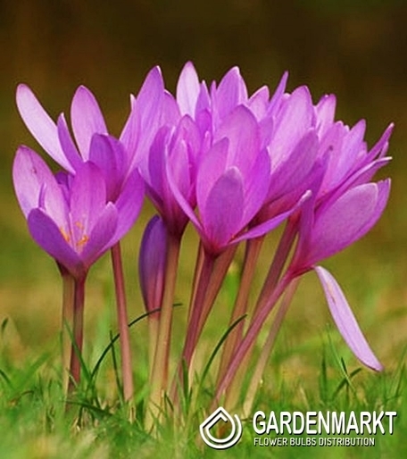 Herbstzeitlose Colchicum Giganteumi 1 St.