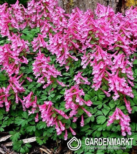 Corydalis - Kokorycz Beth Evans 5 St.