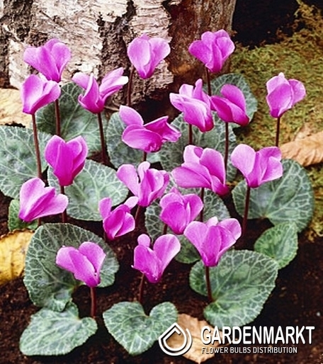 Cyclamen - Cyklamen Cilicicum Fiołek Alpejski 1 St.