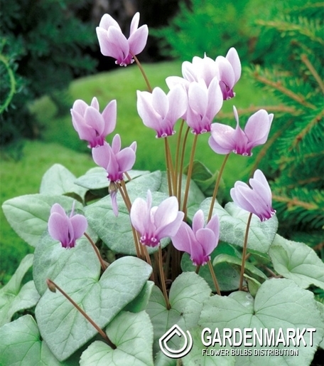 Cyclamen - Cyklamen Neapolitanum Fiołek Alpejski 1 St.