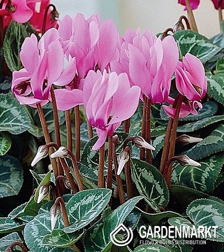 Cyclamen - Cyklamen Persicum Fiołek Alpejski 1 St.