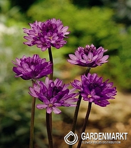 Dichelostemma Comgestum 5 St.