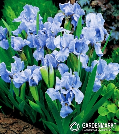Iris Pumila Truly 1 St.