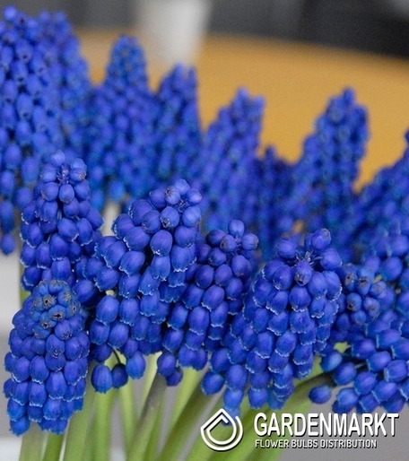 Muscari Marleen 10 St.
