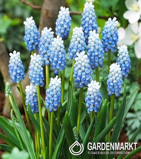 Muscari Peppermint 10 St.