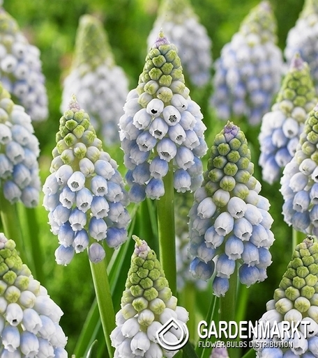 Muscari Ocean Magic 10 St.