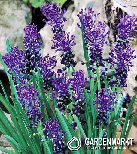 Muscari Comosum 10 St.