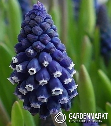 Muscari Joyce Spirit 10 St.