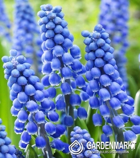 Muscari Big Smile 10 St.