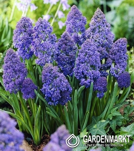 Muscari Fantasy Creation 10 St.