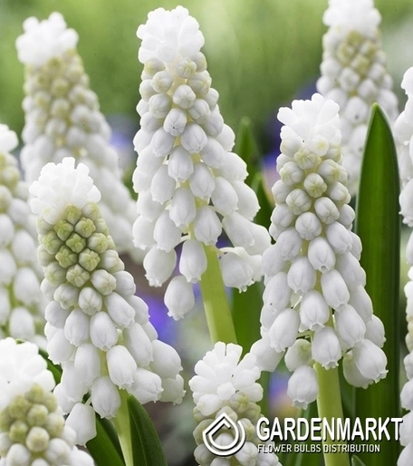 Muscari Siberian Tiger 10 St.