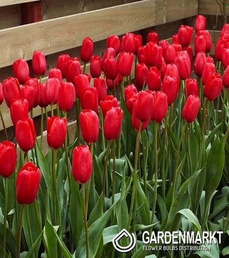 Tulpe Gigantisch Sky High Scarlet 5 St.