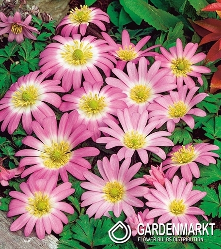 Anemone Pink Star 10 St.