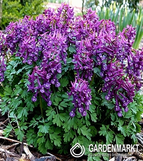 Corydalis Purple Bird 5 St.