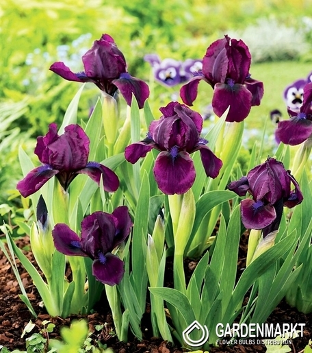 Iris Pumila Cherry Garden 1 St.