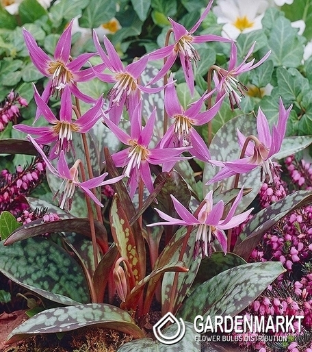 Hundszahn Zahnlilie Erythronium Dens-Canis 1 St.