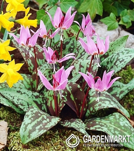 Hundszahn Zahnlilie Erythronium Rose Queen 1 St.